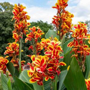 Canna Queen Charlotte (x2)